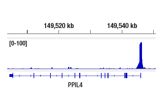 CUT & RUN Image 4: CREB (D76D11) Rabbit Monoclonal Antibody