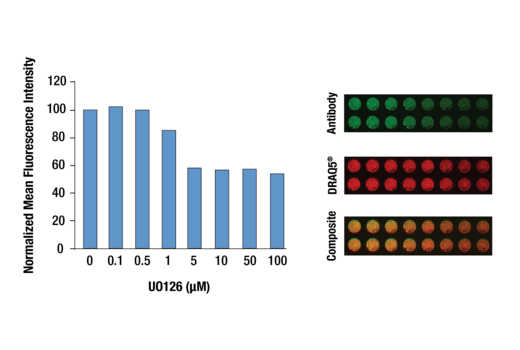 In-Cell Western™ analysis of A549 cells exposed to varying concentrations of U0126 (MEK1/2 Inhibitor) #9903 for 3 hours, followed by TPA (Phorbol-12-Myristate-13-Acetate) #9905 stimulation for 30 minutes. With increasing concentrations of U0126, a significant decrease (~2 fold) in Phospho-p44/42 MAPK (Erk1/2) (Thr202/Tyr204) (E10) Mouse mAb #9106 signal as compared to the TPA-stimulated control was observed. Data and images were generated on the LI-COR Biosciences Odyssey Infrared Imaging System using Anti-mouse IgG (H+L) (DyLight 800 4X PEG Conjugate). DRAQ5® #4084 (fluorescent DNA dye - red) is used for normalization.