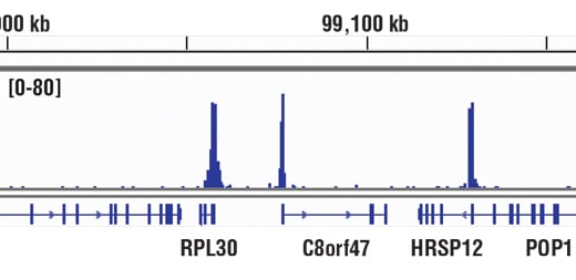 Chromatin Immunoprecipitation Image 1: Tri-Methyl-Histone H3 (Lys4) (C42D8) Rabbit Monoclonal Antibody