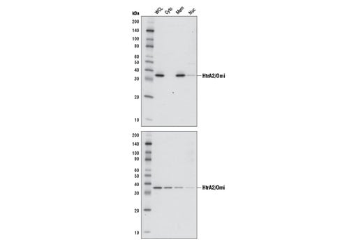 Western Blotting Image 3: HtrA2/Omi (D20A5) Rabbit Monoclonal Antibody
