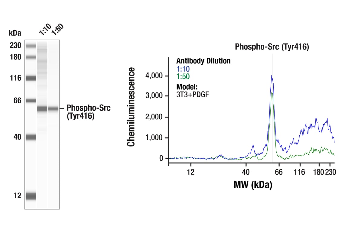undefined Image 15: T Cell Signaling Antibody Sampler Kit
