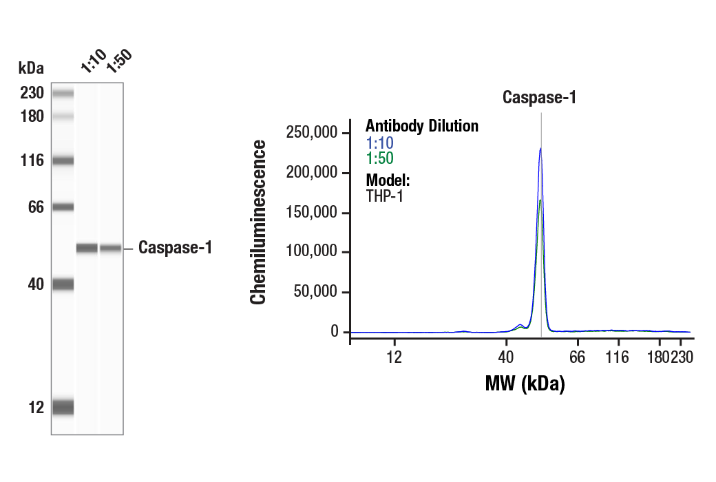 Western Blotting Image 1: Caspase-1 (E9R2D) Rabbit Monoclonal Antibody