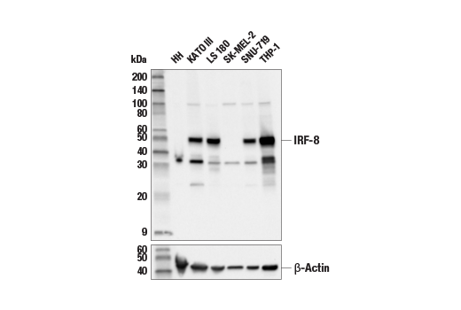 Western Blotting Image 1: IRF-8 (E8X4K) Rabbit mAb