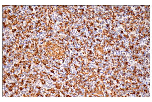 Immunohistochemistry Image 6: p22phox (E7Y1F) Rabbit Monoclonal Antibody (BSA and Azide Free)