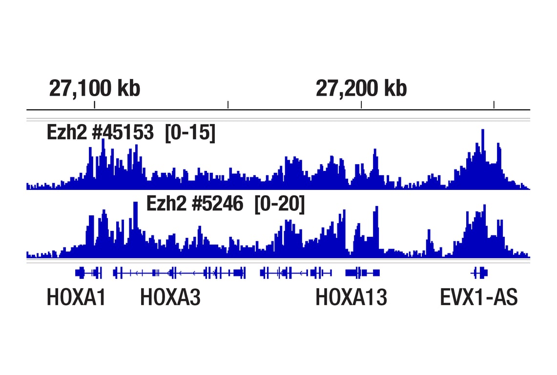 Chromatin Immunoprecipitation Image 1: Phospho-Ezh2 (Thr345) (E7T7K) Rabbit Monoclonal Antibody