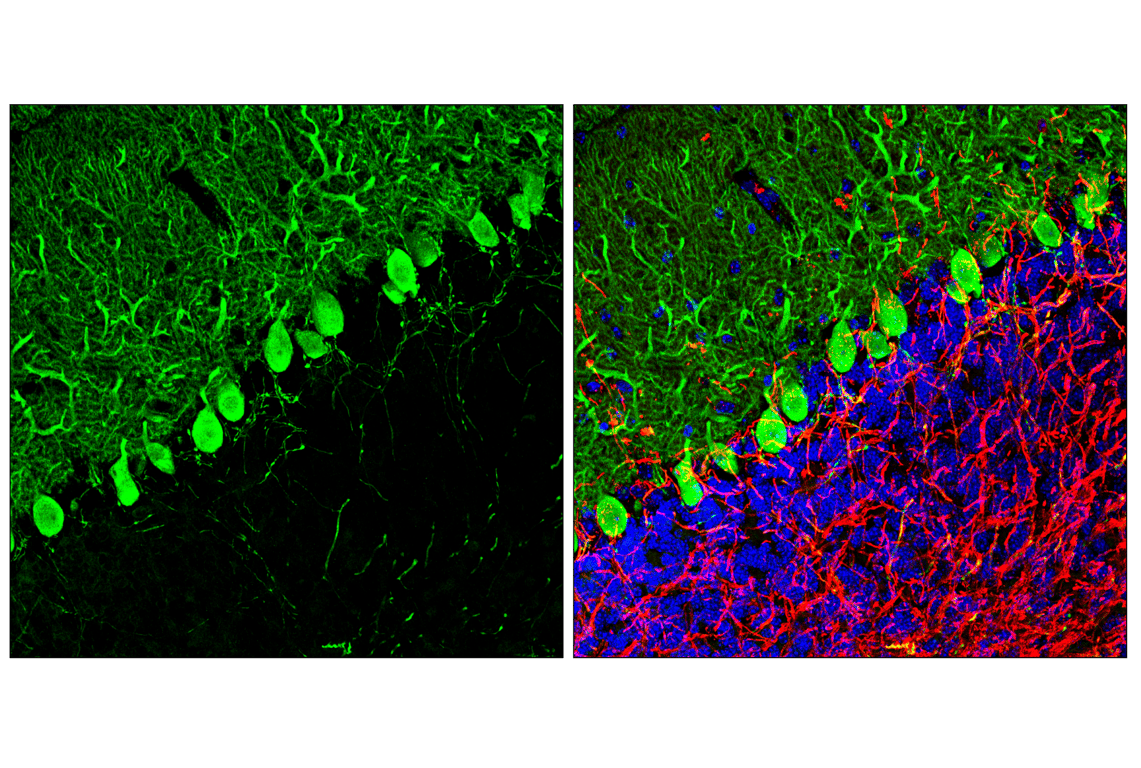 Immunofluorescence Image 1: PPP1R17 (F3O5C) Rabbit Monoclonal Antibody