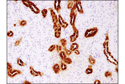 Immunohistochemistry Image 2: Calbindin (D1I4Q) Rabbit Monoclonal Antibody (BSA and Azide Free)