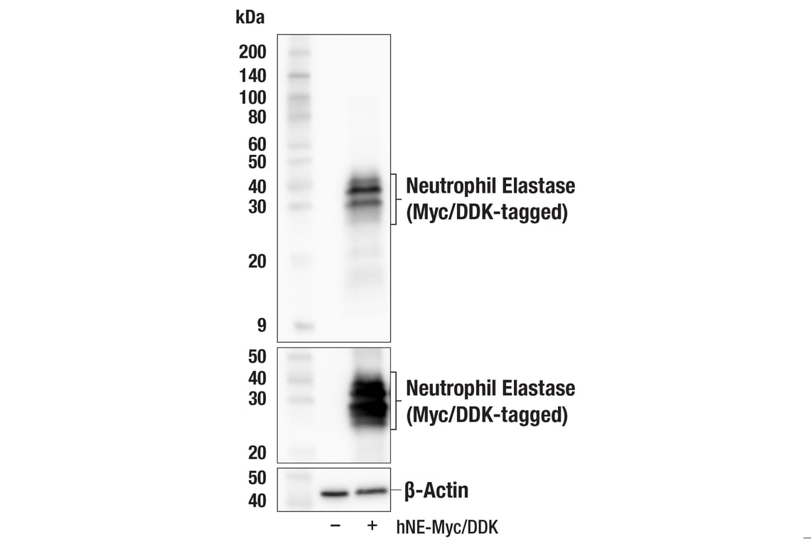 Western Blotting Image 2: Neutrophil Elastase (F4H3X) Rabbit Monoclonal Antibody (BSA and Azide Free)
