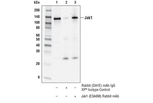 Immunoprecipitation Image 1: Jak1 (E3A6M) Rabbit Monoclonal Antibody