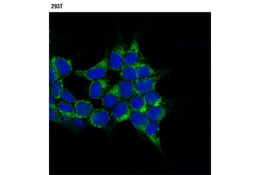 Immunofluorescence Image 1: IDH1 (D2H1) Rabbit Monoclonal Antibody (BSA and Azide Free)