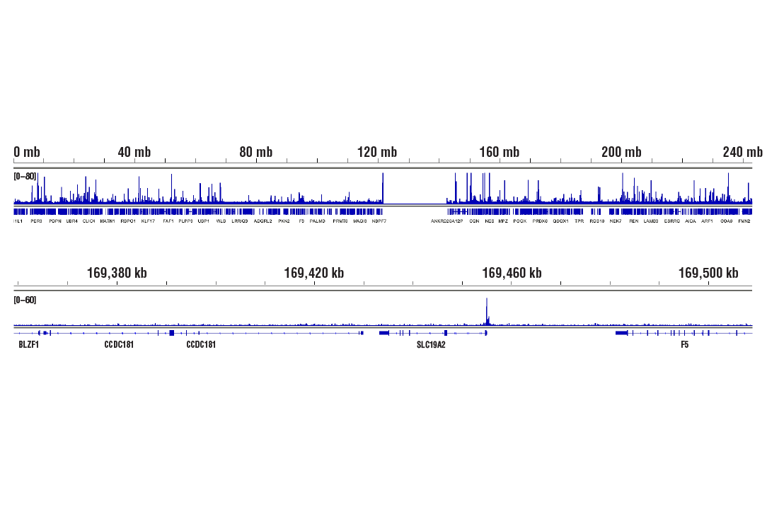 Chromatin Immunoprecipitation Image 2: Glucocorticoid Receptor (D8H2) Rabbit Monoclonal Antibody