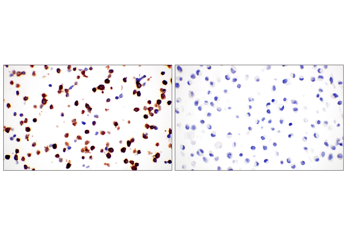Immunohistochemistry Image 7: Phospho-Tau (Ser202) (F2A2F) Rabbit Monoclonal Antibody