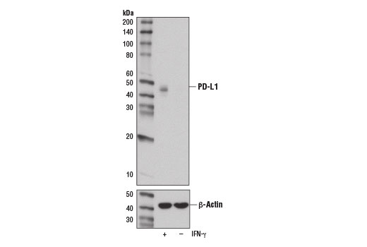 Western Blotting Image 2: PD-L1 (E1L3N) Rabbit Monoclonal Antibody (Biotinylated)