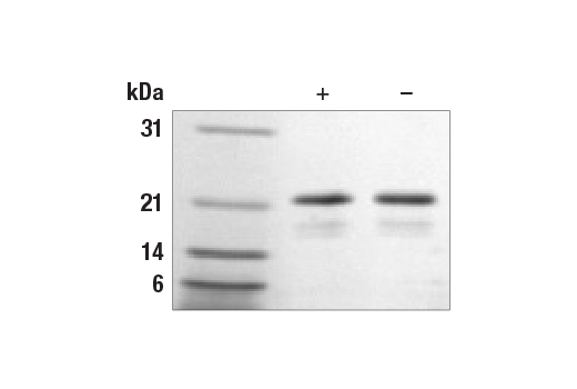 undefined Image 2: Human FGF-10 Recombinant Protein