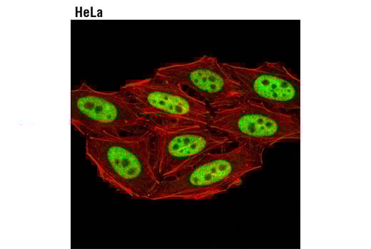 Immunofluorescence Image 1: LSD1 Antibody