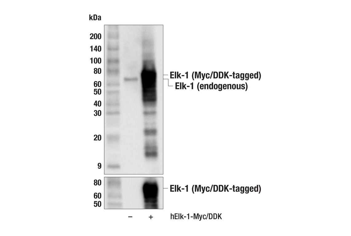 Western Blotting Image 2: Elk-1 (F6D8T) Rabbit Monoclonal Antibody