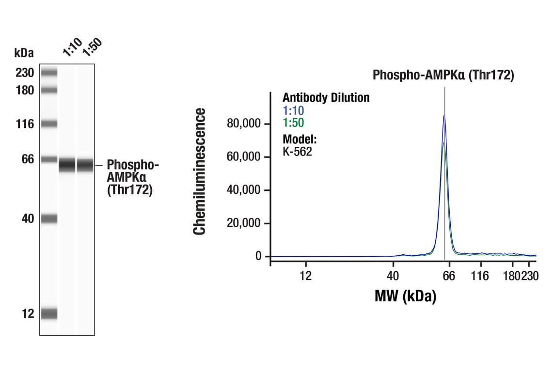 undefined Image 24: AMPK Substrate Antibody Sampler Kit