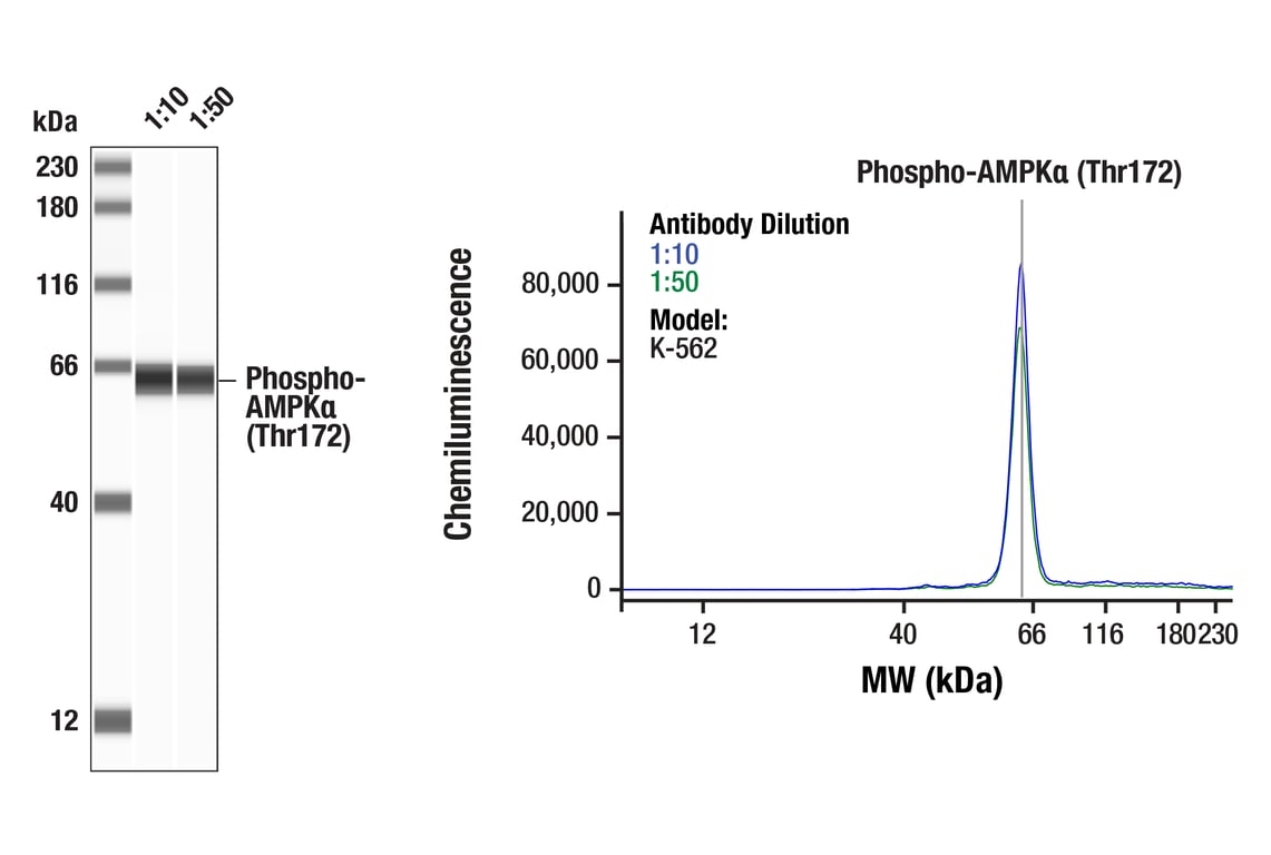 Western Blotting Image 1: Phospho-AMPKα (Thr172) (D4D6D) Rabbit mAb