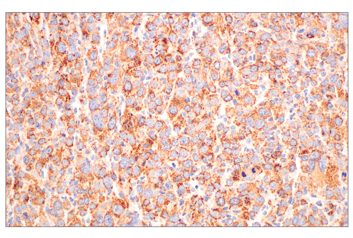 Immunohistochemistry Image 7: GOT2 (F4P3R) Rabbit Monoclonal Antibody