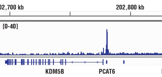 Chromatin Immunoprecipitation Image 1: HIF-1 alpha (D2U3T) Rabbit Monoclonal Antibody
