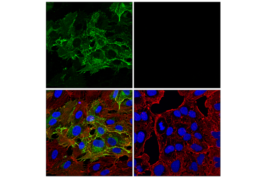 Immunofluorescence Image 1: Claudin-5 (E8F3D) Rabbit Monoclonal Antibody