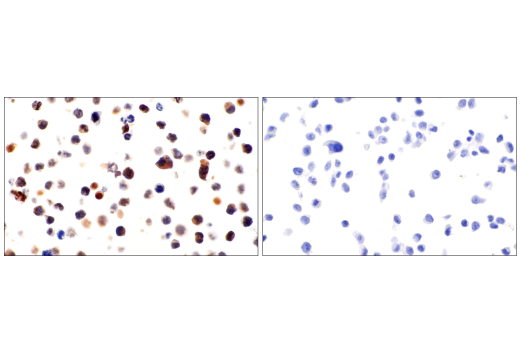 Immunohistochemistry Image 1: cGAS (E5V3W) Rabbit Monoclonal Antibody (BSA and Azide Free)