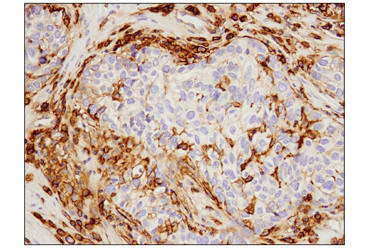 Immunohistochemistry Image 3: 4F2hc/SLC3A2 (D3F9D) Rabbit Monoclonal Antibody (BSA and Azide Free)
