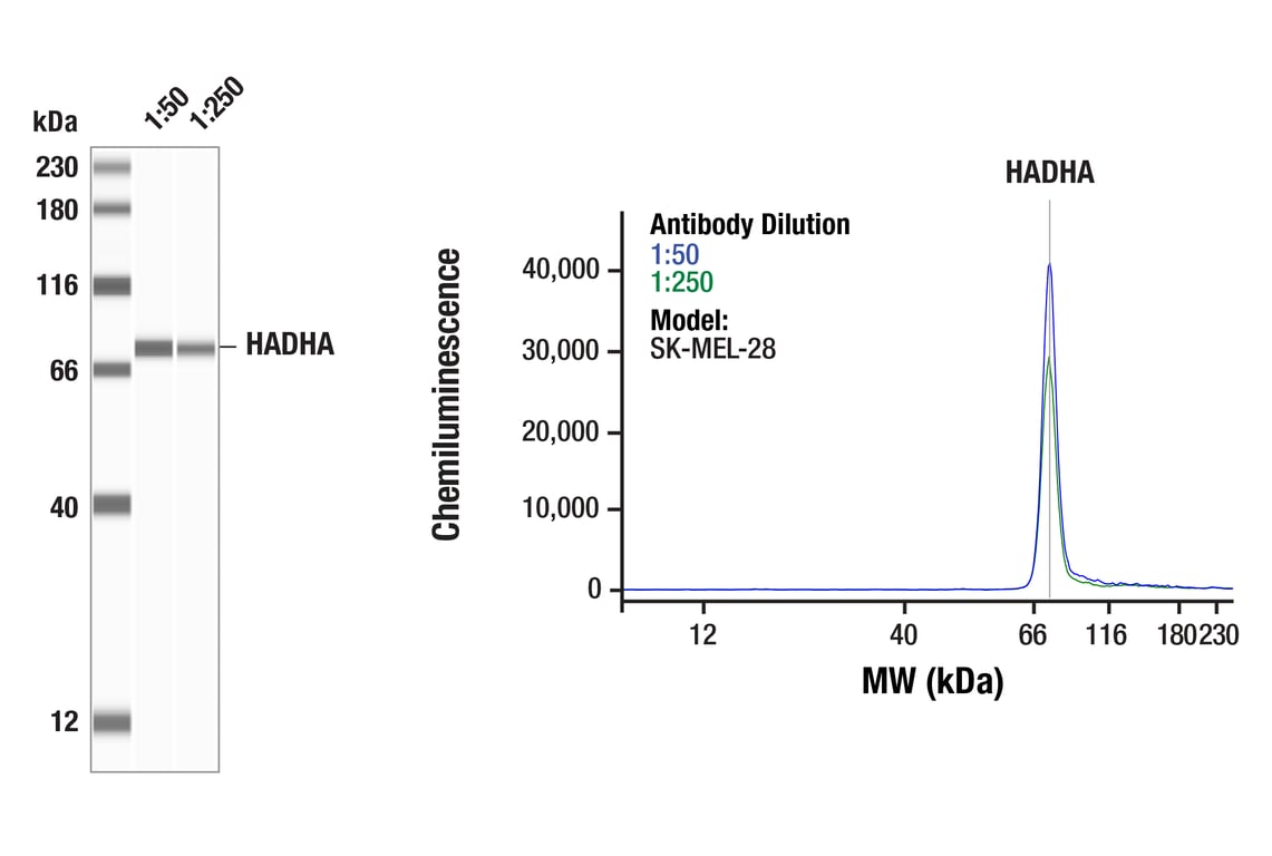 Western Blotting Image 1: HADHA (F9M4C) Rabbit Monoclonal Antibody