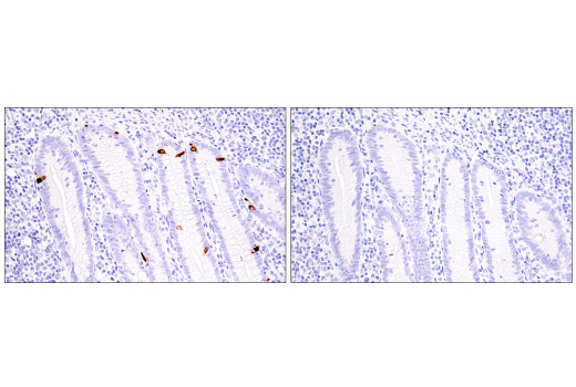 Immunohistochemistry Image 4: CHGA (5H7) Mouse Monoclonal Antibody