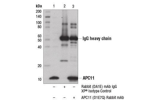 Immunoprecipitation Image 1: APC11 (D1E7Q) Rabbit Monoclonal Antibody