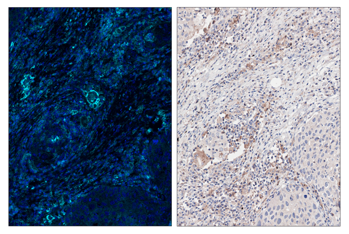Immunohistochemistry Image 6: CD86 (E2G8P) & CO-0038-488 SignalStar<sup>™</sup> Oligo-Antibody Pair