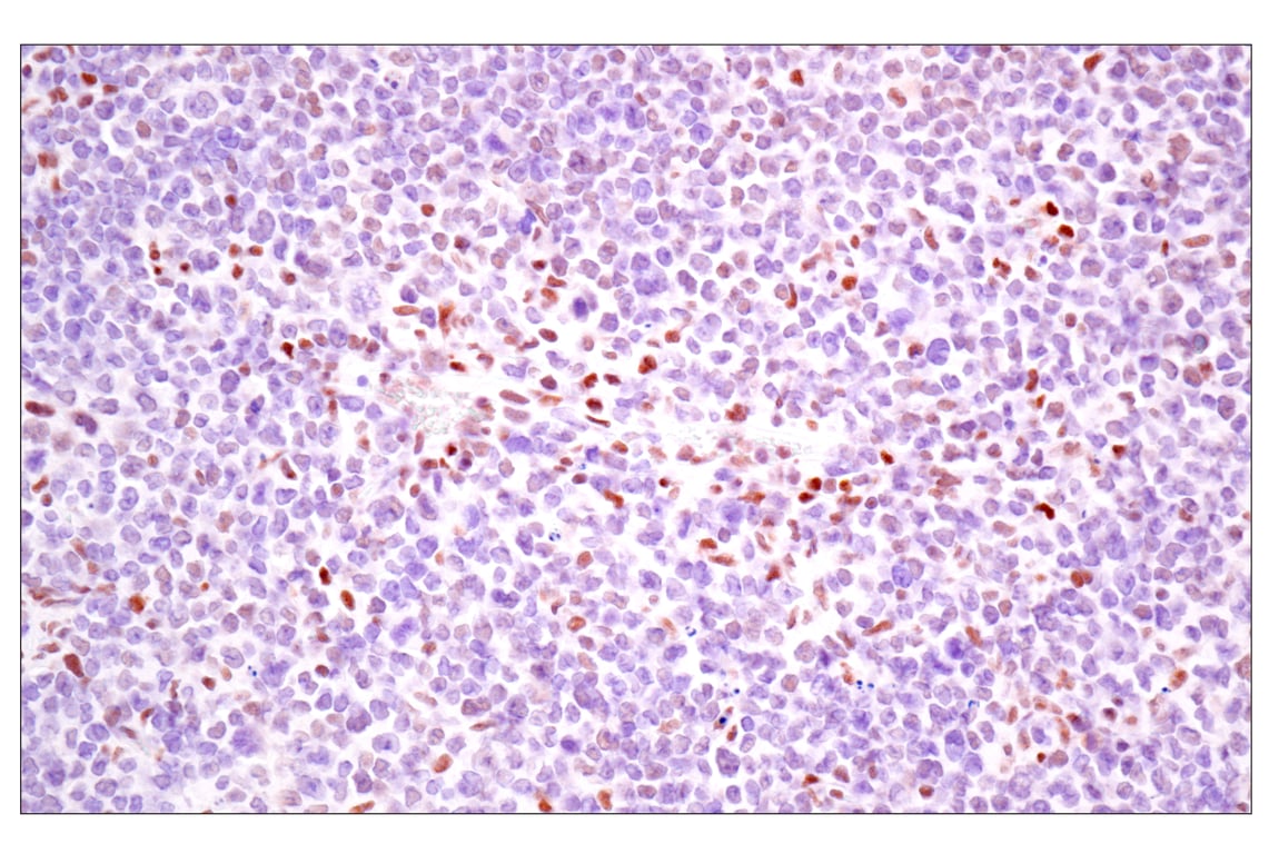 Immunohistochemistry Image 9: TLE3 (E4F3Y) Rabbit Monoclonal Antibody