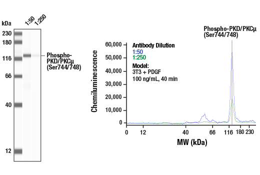undefined Image 10: Phospho-PKC Antibody Sampler Kit