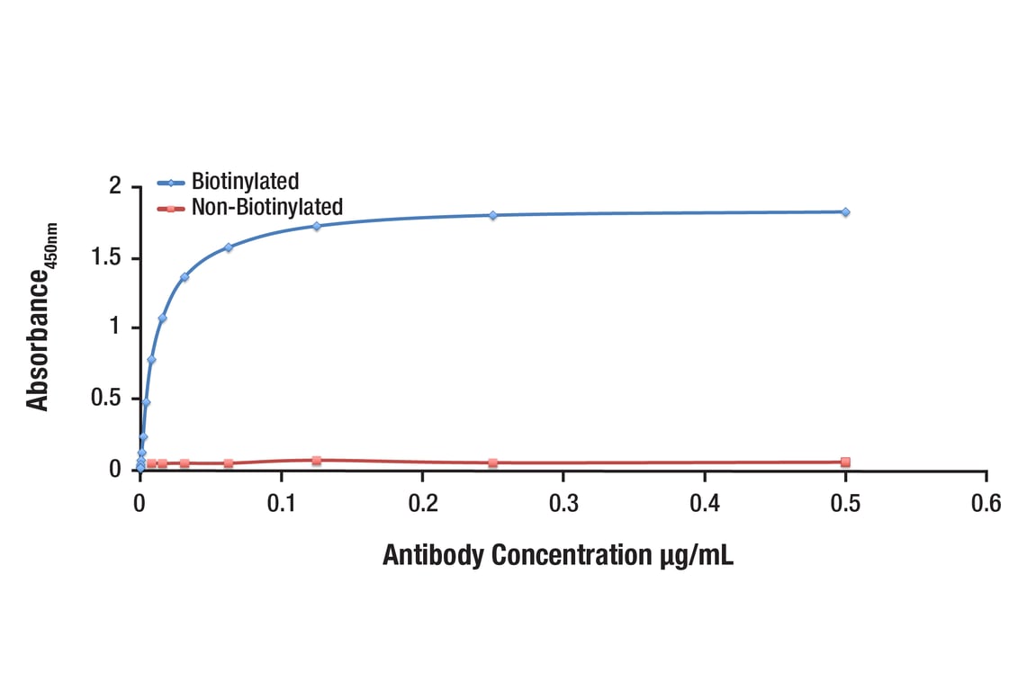 E Image 1: Phospho-Syk (Tyr525/526) (C87C1) Rabbit Monoclonal Antibody (Biotinylated)