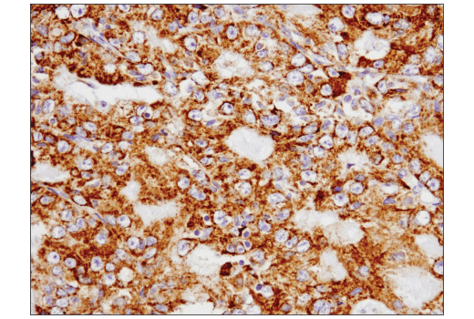 Immunohistochemistry Image 3: SLP-2 (D2I9X) Rabbit Monoclonal Antibody