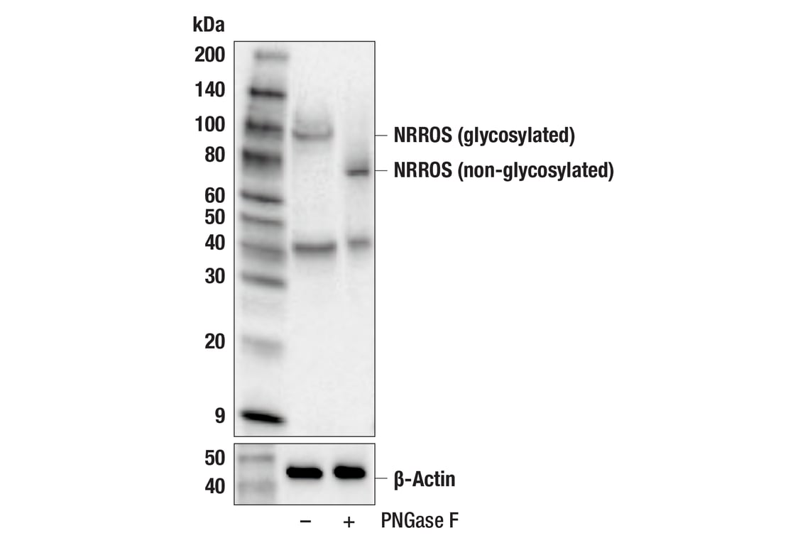 Western Blotting Image 3: NRROS (E7Q2J) Rabbit Monoclonal Antibody