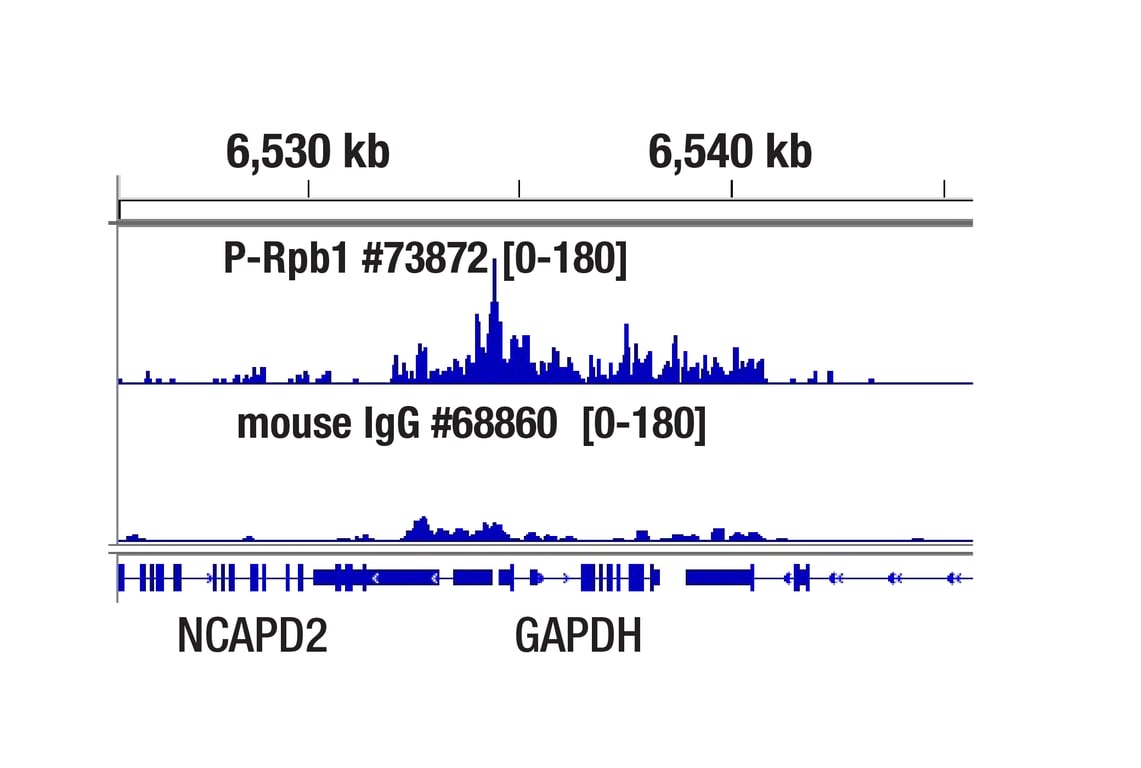 CUT & Tag Image 2: Normal Mouse IgG