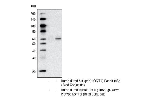 Immunoprecipitation Image 1: Akt (pan) (C67E7) Rabbit mAb (Sepharose<sup>®</sup> Bead Conjugate)