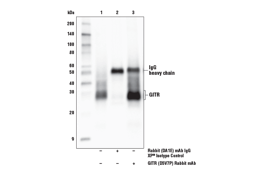 Immunoprecipitation Image 1: GITR (D5V7P) Rabbit Monoclonal Antibody