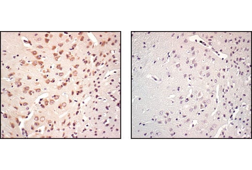 Immunohistochemistry Image 1: Rheb Antibody