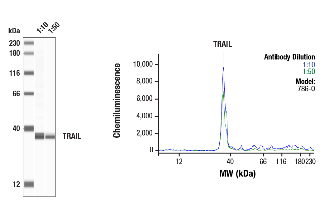 Western Blotting Image 1: TRAIL (C92B9) Rabbit Monoclonal Antibody