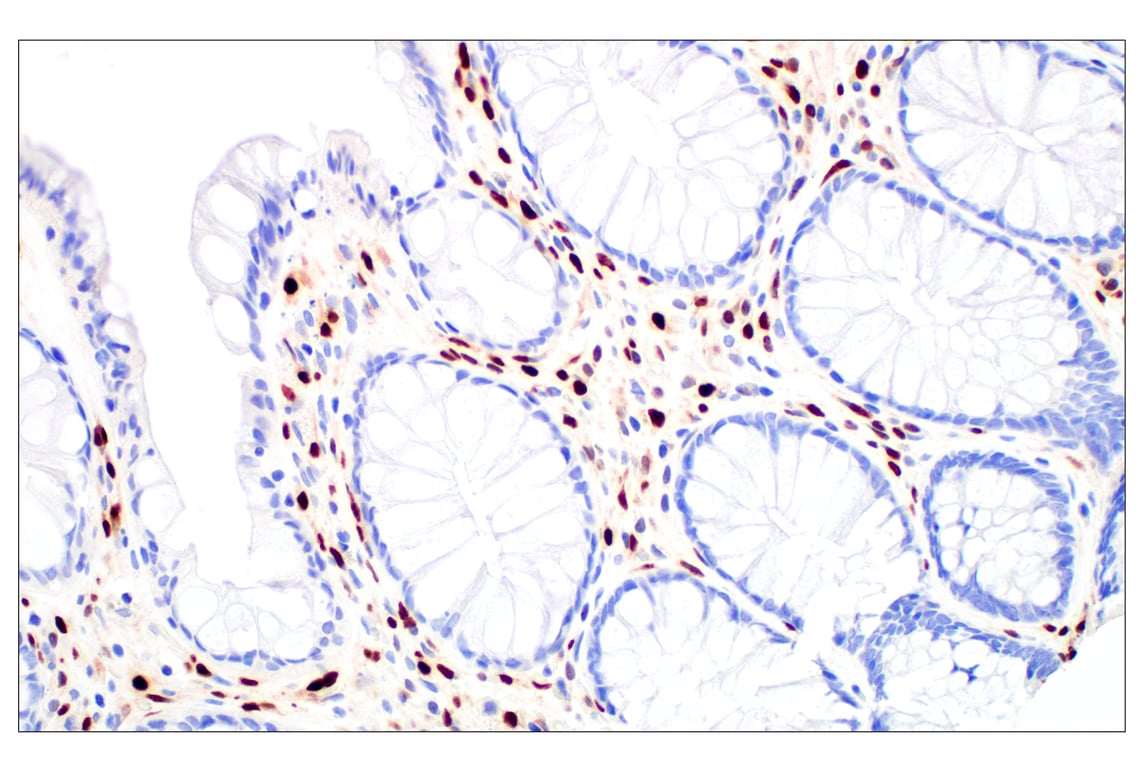 Immunohistochemistry Image 7: Basic FGF (E5Y6M) Rabbit Monoclonal Antibody