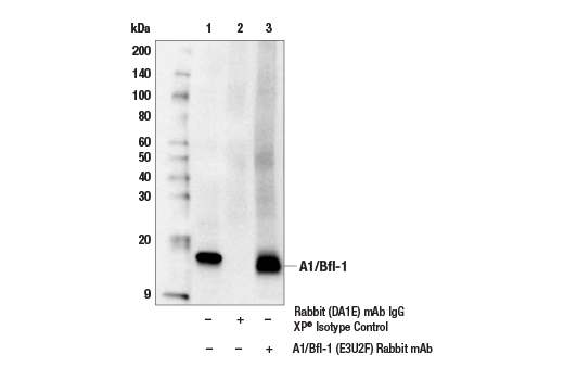 Immunoprecipitation Image 1: A1/Bfl-1 (E3U2F) Rabbit Monoclonal Antibody