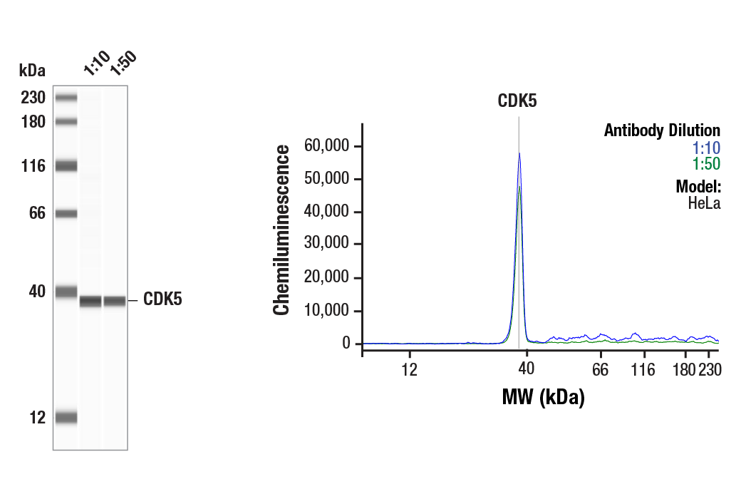 Western Blotting Image 1: CDK5 (D1F7M) Rabbit Monoclonal Antibody