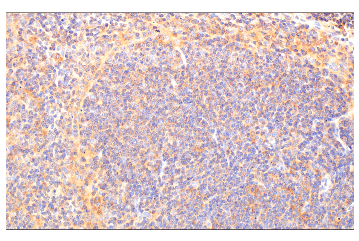 RhoA (67B9) Rabbit Monoclonal Antibody (BSA and Azide Free) | Cell