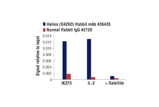 Chromatin Immunoprecipitation Image 1: Helios (D4Z6D) Rabbit Monoclonal Antibody