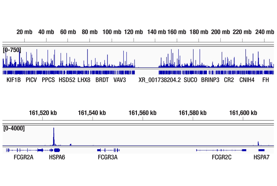 CUT & Tag Image 2: HSF1 (D3L8I) Rabbit Monoclonal Antibody