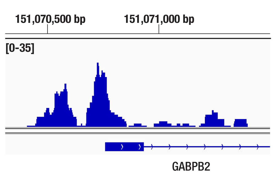 Chromatin Immunoprecipitation Image 1: ELF3 (F8J2G) Rabbit Monoclonal Antibody
