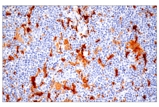 Immunohistochemistry Image 1: IL-18 (E3G8R) Rabbit Monoclonal Antibody