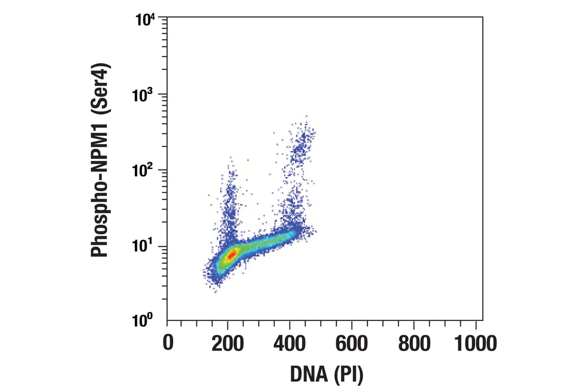 Flow Cytometry Image 1: Phospho-NPM1 (Ser4) (D19C1) Rabbit Monoclonal Antibody (BSA and Azide Free)